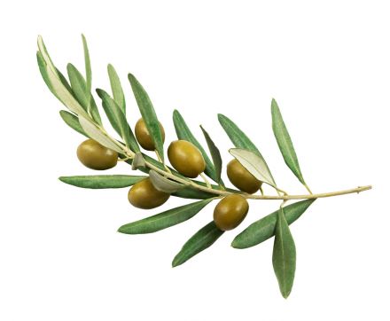 Extrakt z listů Olivovníku evropského