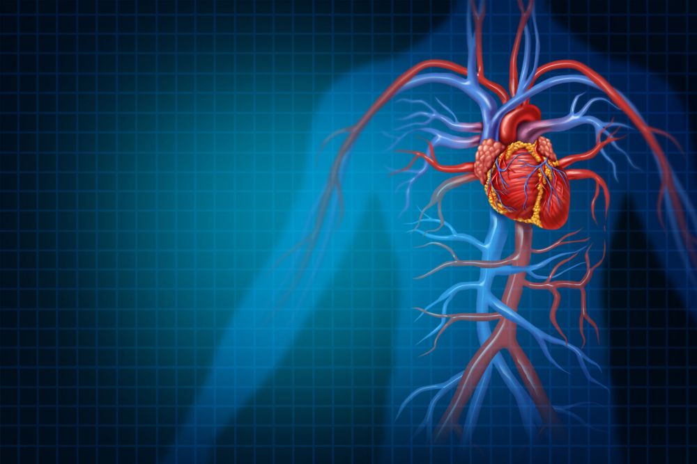 Jaký má vliv krevní oběh na srdce?